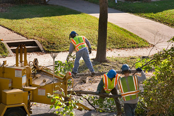 Best Dead Tree Removal  in Adrian, MO